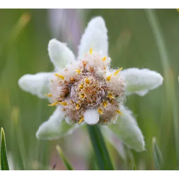 arali flower (1)-9898326-60433.webp